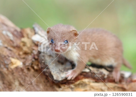Adorable little common weasel in summer Adorable little common weasel in summer 126590031