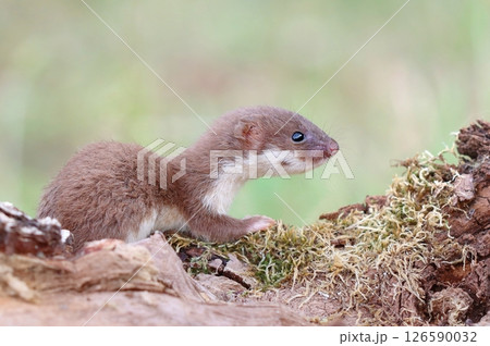 Adorable little common weasel in summer Adorable little common weasel in summer 126590032