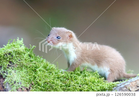 Adorable little common weasel in summer 126590038