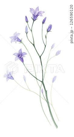 Bluebells. Watercolor illustration 126590120