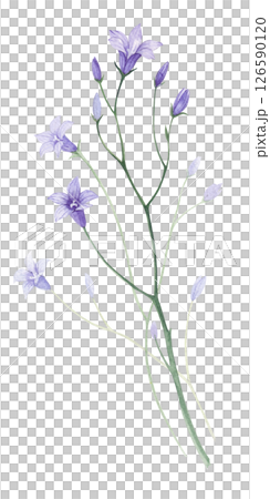 Bluebells. Watercolor illustration 126590120