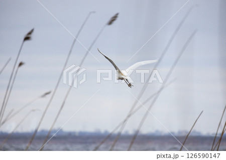 A white bird elegantly flies above a wetland area surrounded by tall reeds 126590147