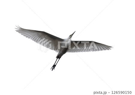 Flying great white egret isolated on white 126590150