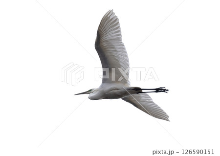 Great white egret in flight isolated on white 126590151