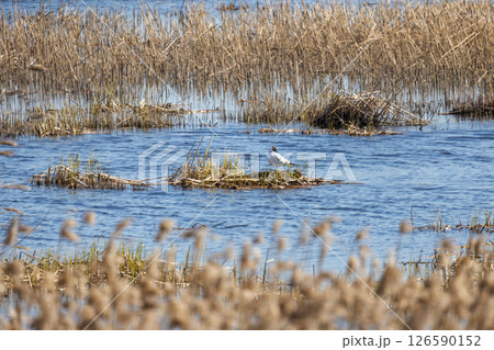 A peaceful scene of a seagull perched on a grassy mound 126590152