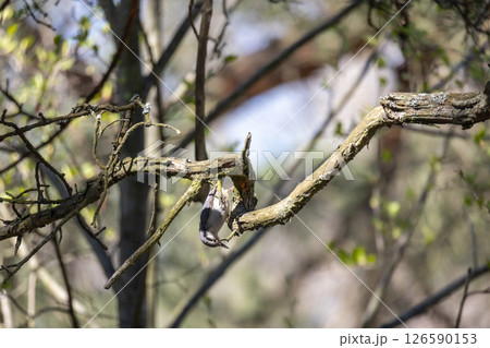 A close-up view of a small bird perched on a tree branch 126590153