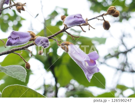 薄紫色の桐の花と蕾 薄紫色の桐の花と蕾 126590247