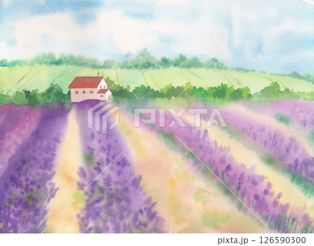 The lavander field and the house. watercolor illustration The lavander field and the house. watercolor illustration 126590300
