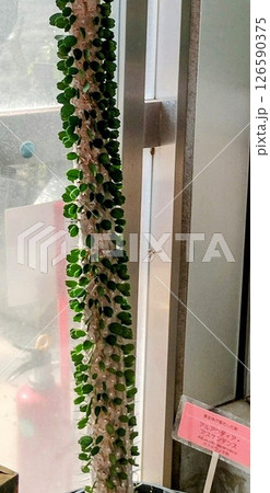 筑波実験植物園 筑波実験植物園 126590375