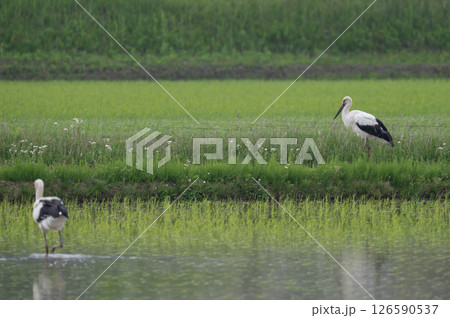 コウノトリ 126590537