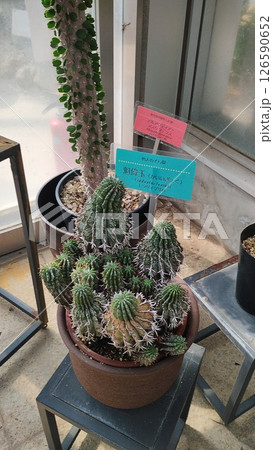 筑波実験植物園 筑波実験植物園 126590652