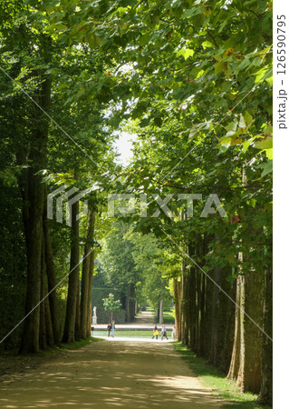 フランス パリ ベルサイユ宮殿 庭園内の並木道 フランス パリ ベルサイユ宮殿 庭園内の並木道 126590795