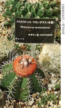 筑波実験植物園のサボテン 126590861