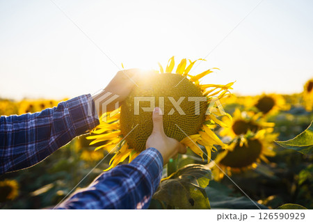 Farmer examining crop in the sunflower field. Harvesting, organic farming concept 126590929