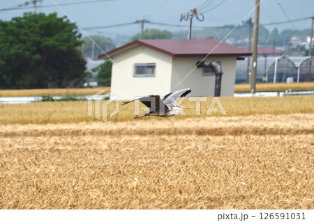 田舎の田んぼを飛ぶアオサギ 126591031