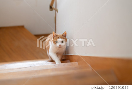 階段を上る猫 茶トラ白 階段を上る猫 茶トラ白 126591035