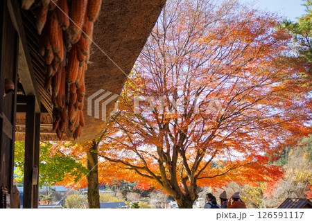 日本の原風景、秋真っ盛りの西湖いやしの里根場 126591117
