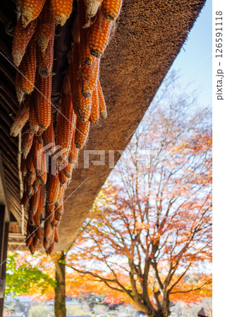 日本の原風景、秋真っ盛りの西湖いやしの里根場 126591118