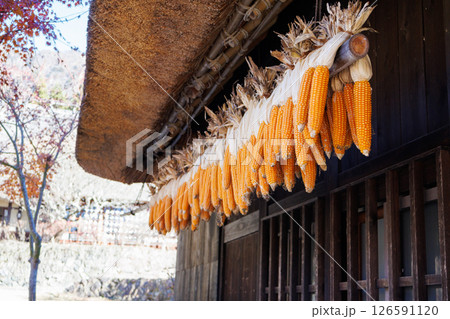 日本の原風景、秋真っ盛りの西湖いやしの里根場 126591120