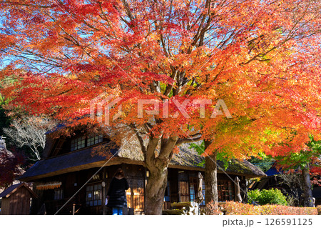 日本の原風景、秋真っ盛りの西湖いやしの里根場 126591125