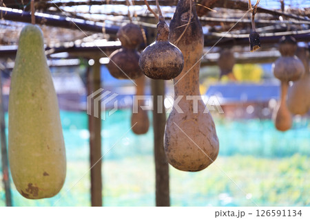 日本の原風景、秋真っ盛りの西湖いやしの里根場 126591134