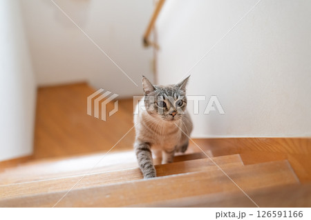 階段を上る猫 シャムトラ猫 階段を上る猫 シャムトラ猫 126591166