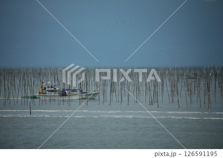 大牟田市　有明海　海苔畑、 126591195