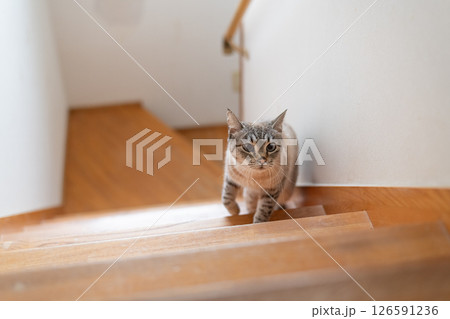 階段を上る猫　シャムトラ猫 126591236