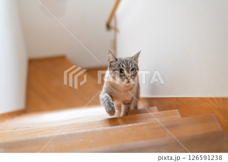 階段を上る猫　シャムトラ猫 126591238