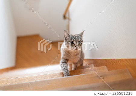 階段を上る猫 シャムトラ猫 階段を上る猫 シャムトラ猫 126591239