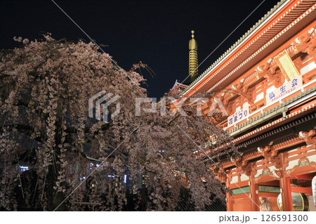 満開の桜と浅草寺宝蔵門 東京の観光地 満開の桜と浅草寺宝蔵門 東京の観光地 126591300