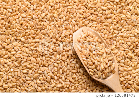 Whole wheat grain with wooden scoop, Food ingredient, Top view 126591475
