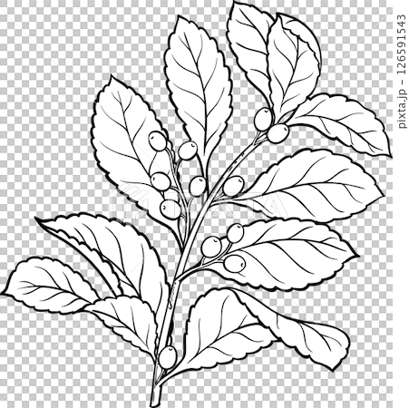 Yerba Mate Branch with Berries and Leaves Outline Illustration. Yerba Mate Branch with Berries and Leaves Outline Illustration. 126591543