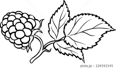 Raspberry Branch Colored Detailed Illustration. 126591545