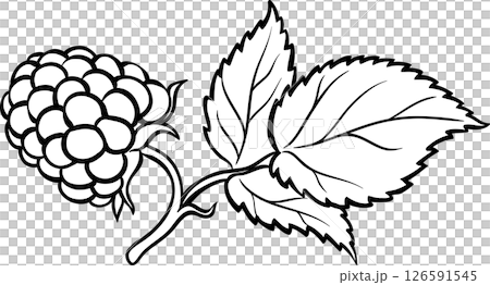Raspberry Branch Colored Detailed Illustration. 126591545