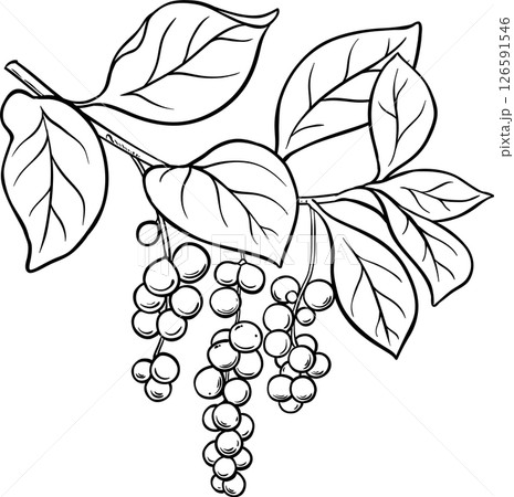 Schisandra Branch Berries and Leaves Colored Detailed Illustration. Organic natural nutritional healthy food ingredient, vegetarian diet product. Schisandra Branch Berries and Leaves Colored Detailed Illustration. Organic natural nutritional healthy food ingredient, vegetarian diet product. 126591546