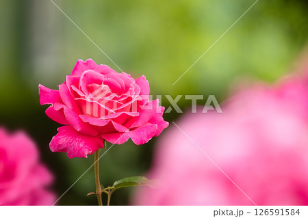 赤いバラ 126591584