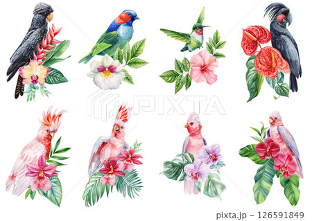 Tropical birds with exotic flowers watercolor set, cockatoo, parrot, hummingbird, orchid, botanical collection, nature art, decor Tropical birds with exotic flowers watercolor set, cockatoo, parrot, hummingbird, orchid, botanical collection, nature art, decor 126591849
