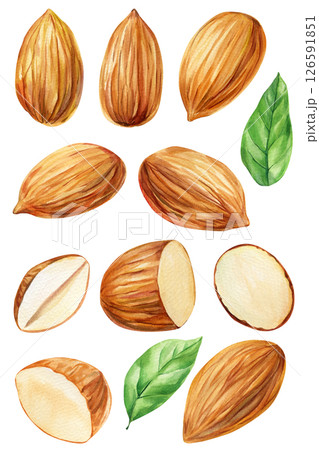 watercolor almond leaf art natural organic nut painting brown green design food decor healthy gourmet trend wholesome watercolor almond leaf art natural organic nut painting brown green design food decor healthy gourmet trend wholesome 126591851