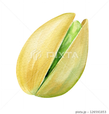 Pistachio. Hand drawn watercolor painting nut shelled nut on white background. Organic food illustration for design Pistachio. Hand drawn watercolor painting nut shelled nut on white background. Organic food illustration for design 126591853