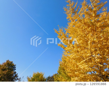 青空の下で黄色く色づいたイチョウの木 青空の下で黄色く色づいたイチョウの木 126591866