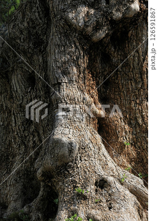 オリーブの古木 126591867