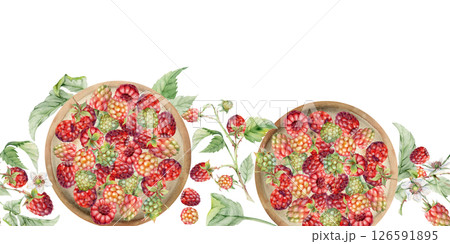 Raspberry berries leaves served on ceramic dish, hand drawn in watercolor, ripe picked mulberry loganberry harvest. Isolated seamless banner border. Restaurant menu, cookbook, farmers market grocery Raspberry berries leaves served on ceramic dish, hand drawn in watercolor, ripe picked mulberry loganberry harvest. Isolated seamless banner border. Restaurant menu, cookbook, farmers market grocery 126591895