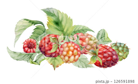 Raspberry berries, leaves asymmetrical heap bunch cluster group, hand drawn in watercolor, ripe forest garden dewberry tayberry. Isolated botanical illustration. Dessert menu, grocery, farmers market Raspberry berries, leaves asymmetrical heap bunch cluster group, hand drawn in watercolor, ripe forest garden dewberry tayberry. Isolated botanical illustration. Dessert menu, grocery, farmers market 126591898
