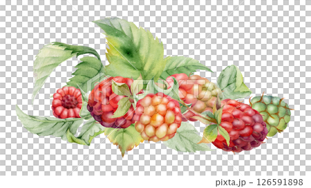 Raspberry berries, leaves asymmetrical heap bunch cluster group, hand drawn in watercolor, ripe forest garden dewberry tayberry. Isolated botanical illustration. Dessert menu, grocery, farmers market Raspberry berries, leaves asymmetrical heap bunch cluster group, hand drawn in watercolor, ripe forest garden dewberry tayberry. Isolated botanical illustration. Dessert menu, grocery, farmers market 126591898