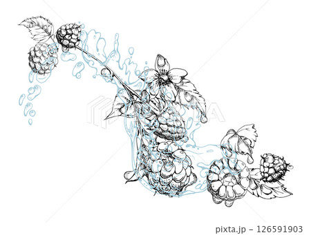 Raspberry ripe garden berries flying in water splash leaves flowers, wet moist dew drops, fresh dewberry cloudberry mulberry loganberry. Isolated illustration hand drawn in vector ink. Drinks grocery 126591903