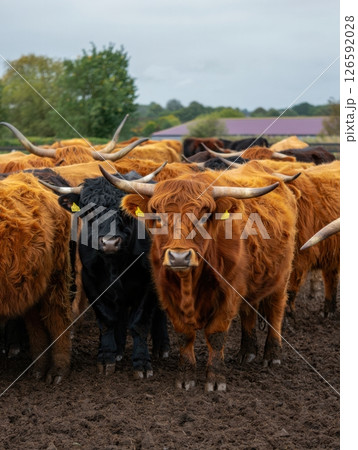 A herd of Highland cattle stands together in a muddy paddock showcasing their striking orange fur and long horns. The atmosphere is calm with a hint of rural charm. 126592028