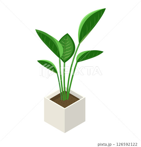 観葉植物「ストレチア」_アイソメトリックのイラスト 観葉植物「ストレチア」_アイソメトリックのイラスト 126592122