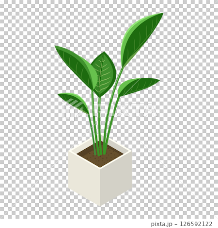 観葉植物「ストレチア」_アイソメトリックのイラスト 観葉植物「ストレチア」_アイソメトリックのイラスト 126592122