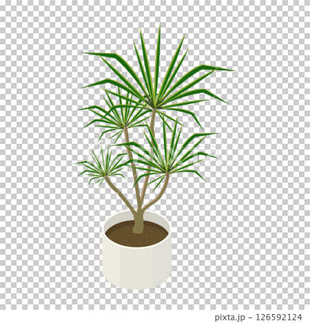 観葉植物「ドラセナコンシンネ」_アイソメトリックのイラスト 126592124